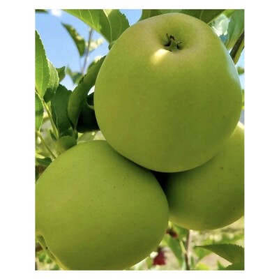 Fresh Green Apples - 5kg