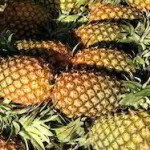 Fresh Pineapples - 30KG