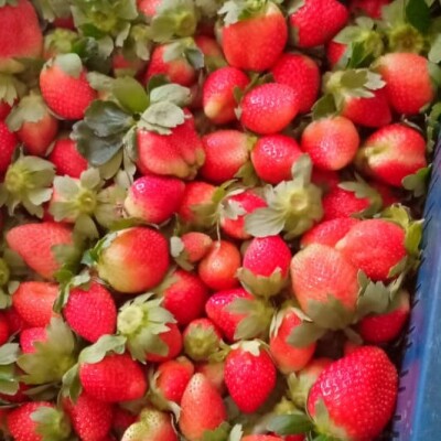 Top quality STRAWBERRIES - 1 kg